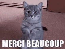 Merci beaucoup